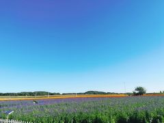 -莲花山花海