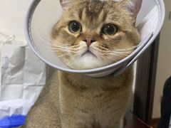 -联合动物医院(光谷诊疗中心)