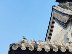 -大槐树烤肉馆