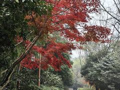 -龙井壹号·茶缘山景宴(龙井村店)