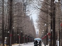 -日照海滨国家森林公园