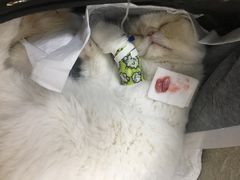 -伟伟宠物医院·瑞派猫友好医院·猫科(光谷店)