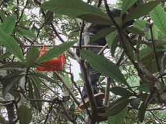 -塘栖枇杷特色园区