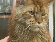-平行世界·猫咖(首经贸店)