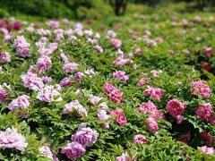 -洛阳市隋唐城遗址植物园