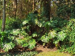 -中国科学院西双版纳热带植物园