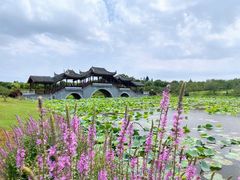 -上海海湾国家森林公园