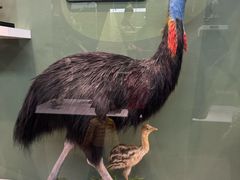 -国家自然博物馆