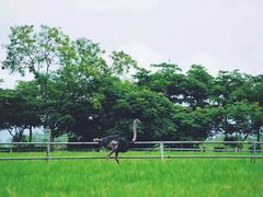 -瑞穗牧场