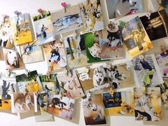 零售区-Husky Go! 哈士奇体验馆·宠物咖啡厅狗咖