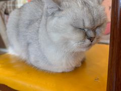 -Let's go狗咖·猫咖·奶狗·桌游(春熙路IFS店)