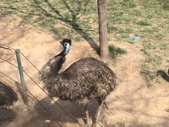 -石家庄市动物园