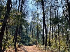-青龙山国家森林公园