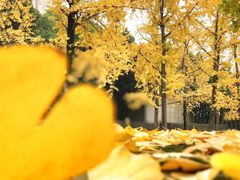 -重庆市江北嘴中央商务区中央公园