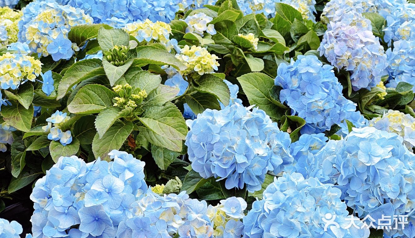 深圳春日诗意📸被绣球花海包围的浪漫天台❀