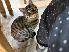 -老米家大雨泡馍