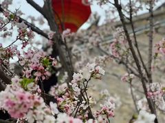 -科兴科学园