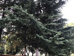 -西北湖绿化广场