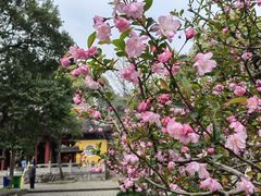 -苏州上方山国家森林公园