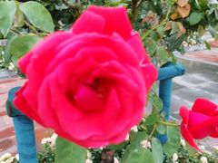 -世纪公园-世纪春沁园