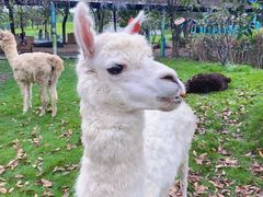 -常州淹城野生动物世界