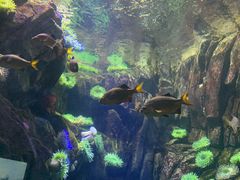 -瑞普利水族馆