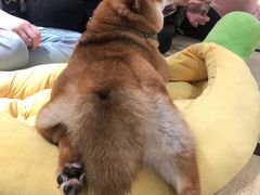 -逗柴咖啡屋·狗咖猫咖宠物桌游