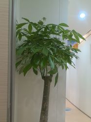 -郑荃丽格医疗美容