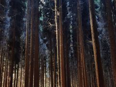 -武陵山森林公园