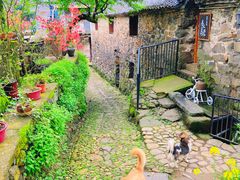 -桑洲油菜花景区