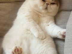 -滚猫咖啡·猫咖·猫友好撸猫(未来城店)