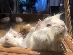 -酷嗒动物文化乐园(cutezoo西溪乐天城店)