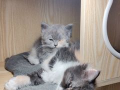 -平行世界·猫咖(首经贸店)