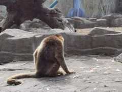 -大连森林动物园