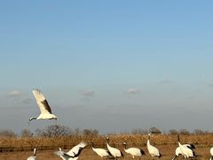 -盐城丹顶鹤湿地生态旅游区