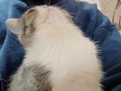 -滚猫咖啡·猫咖·猫友好撸猫(未来城店)