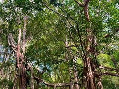 -中国科学院西双版纳热带植物园