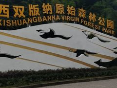 -西双版纳原始森林公园