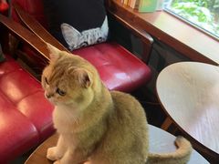 -咖法森林·咖啡  酒吧(天河店)