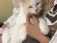 -猫和宫(六道口店)