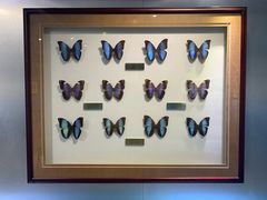 -上海昆虫博物馆