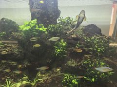 -宁波香格里拉大酒店