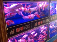 -山东柏宁水族批发广场