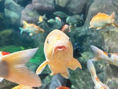 -上海海洋水族馆