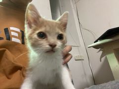 -四月宠物医院·猫专科·心脏专科·内科(转塘店)
