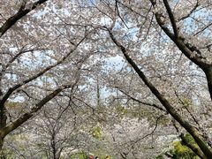 -苏州上方山国家森林公园