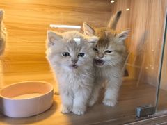 -猫十亿·布偶金渐层·曼基康矮脚猫舍(青年路店)