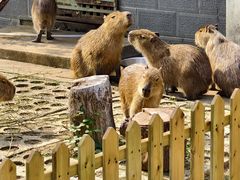 -合肥野生动物园