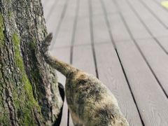 -秦岭终南山世界地质公园翠华山景区