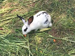 小兔子-精灵农庄